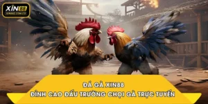 Đá Gà XIN88 – Đỉnh Cao Đấu Trường Chọi Gà Trực Tuyến 2026