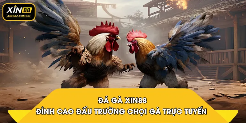 Đá Gà XIN88 – Đỉnh Cao Đấu Trường Chọi Gà Trực Tuyến 2026